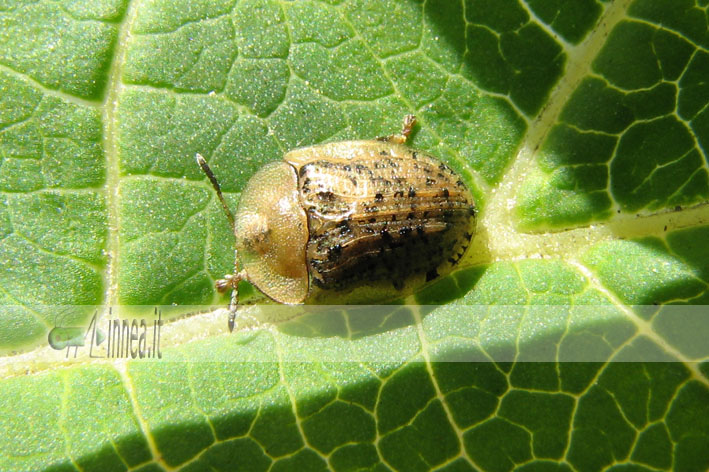 Cassida nebulosa?